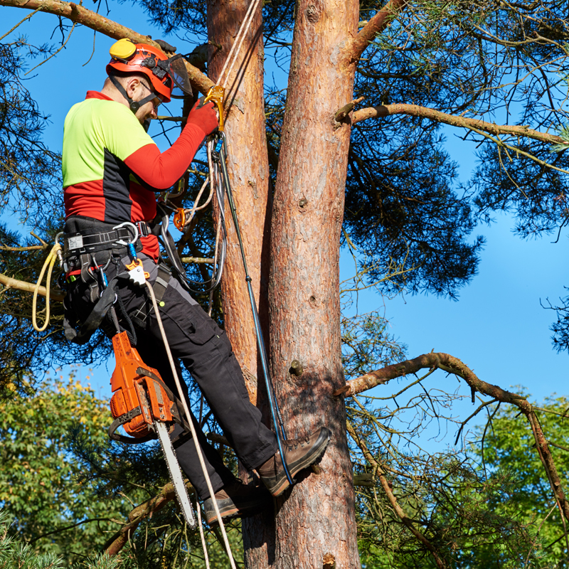 Professional tree removal services