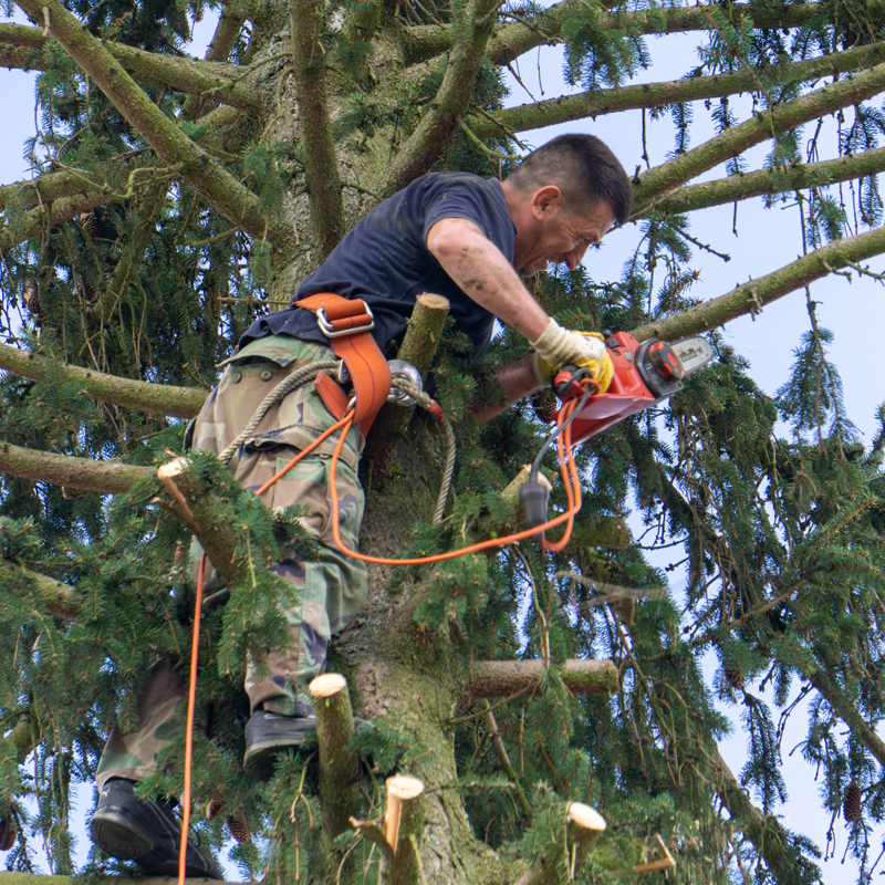 Certified arborist trimming a tree in Los Alamos, CA